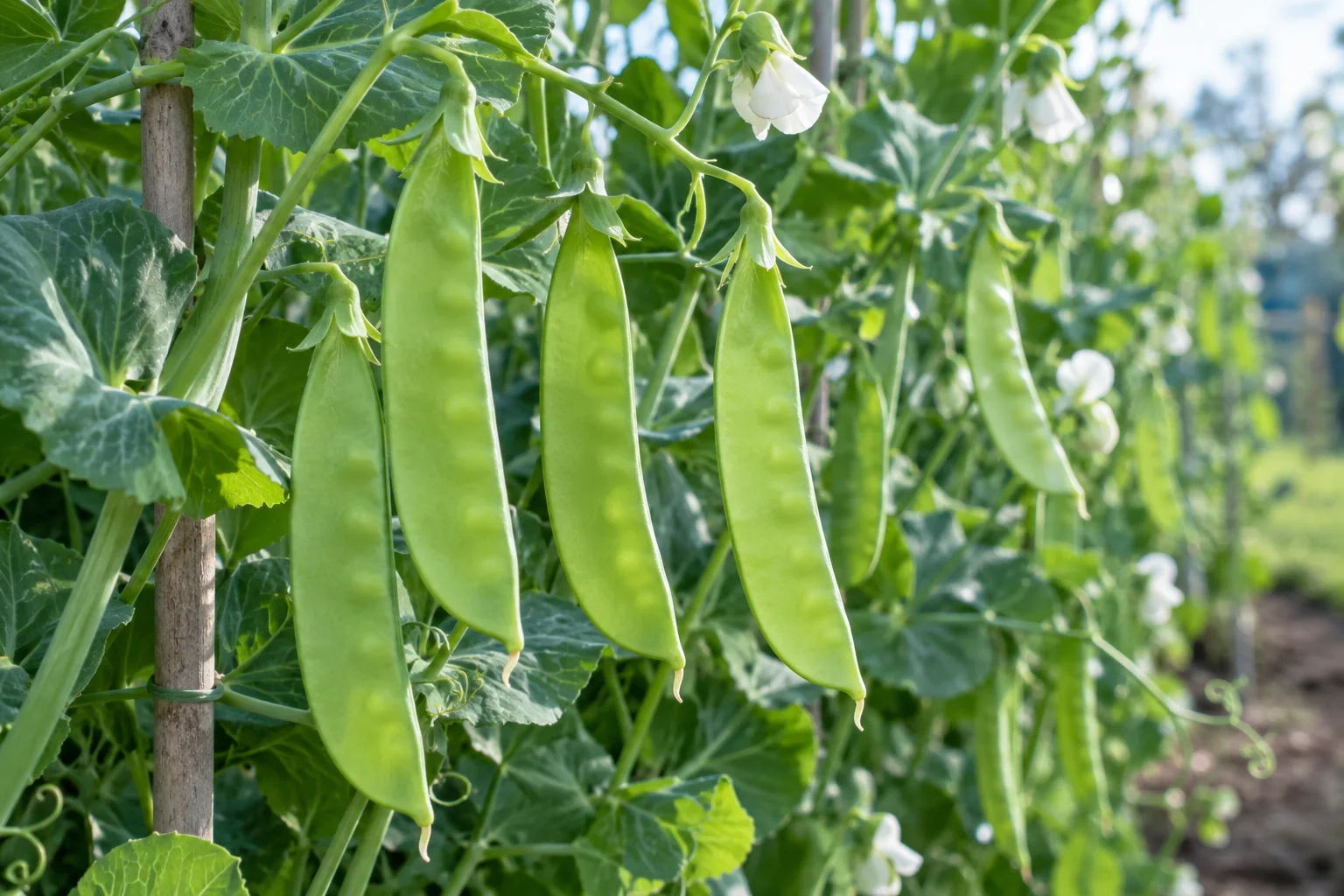 Snow pea vines at harvest with flat full-length bright green pods and only tiny seed outlines, photographed in cool morning light, no text