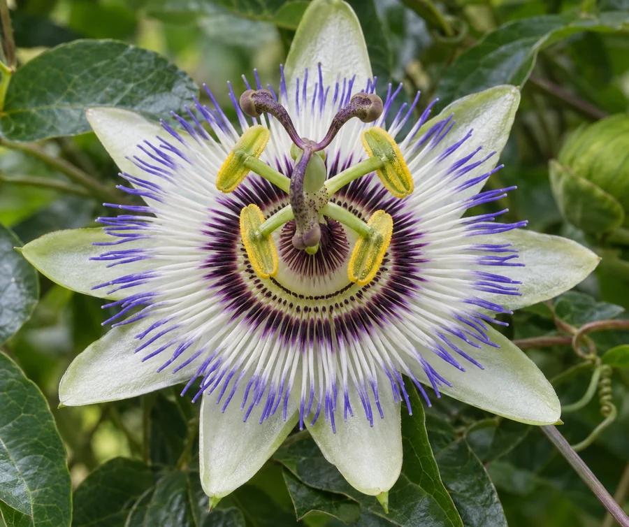 Accurate close view of passionflower corona filaments, five anthers, three stigmas and outer petals/sepals