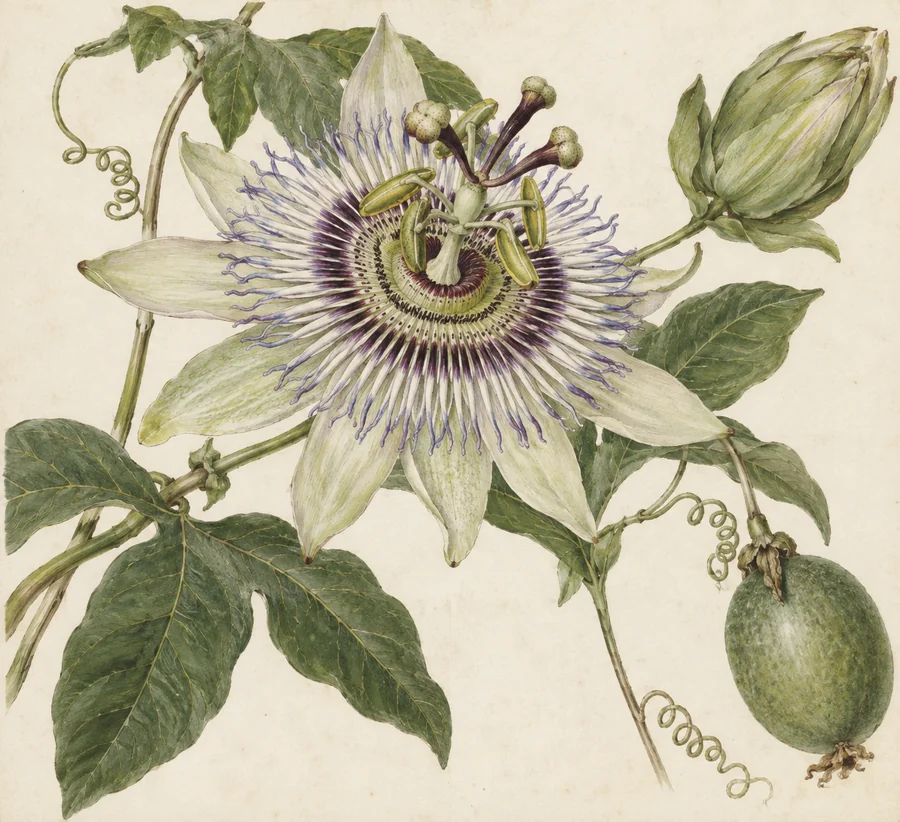 A historically plausible natural history drawing of the passionflower observed by early European botanists, showing the actual flower rather than imagined...