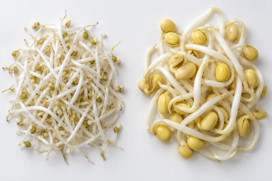 Side-by-side true mung sprouts with small seed heads and soybean sprouts with larger bean heads, same scale and plain background